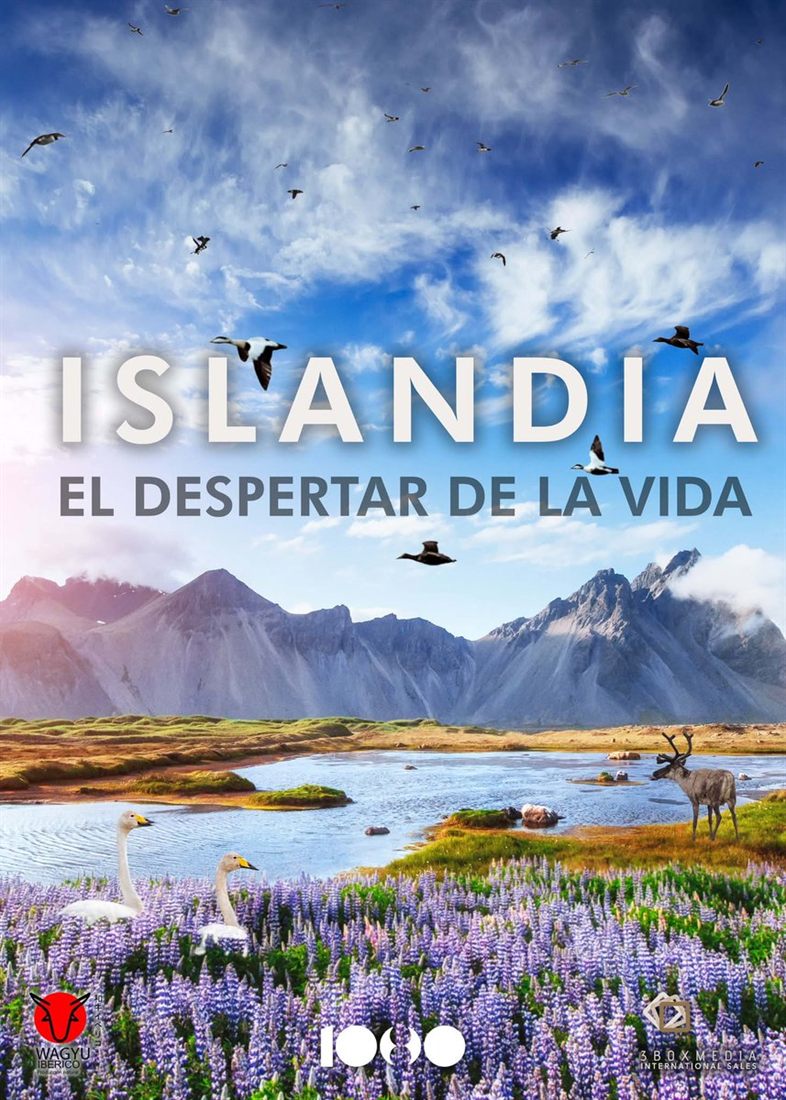 An idyllic, green and flowery Icelandic landscape: mountains, a lake with swans and a field of purple flowers.
